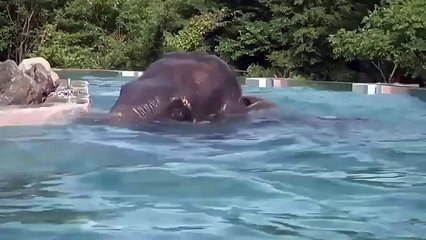 Mira esta gigantesca piscina que construyeron para elefantes