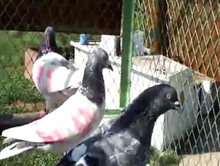 saleem chani 0335-0456941