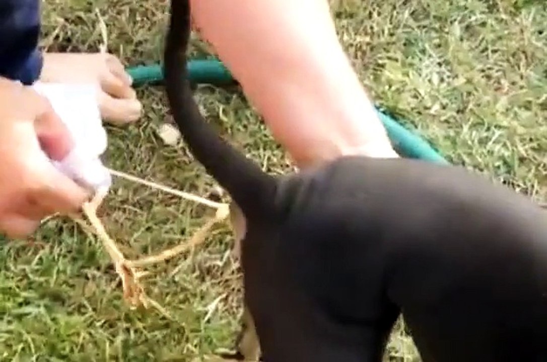 Long vers dans l'anus d'un chien