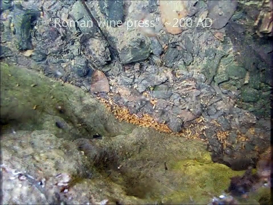 Large Fairy Shrimp swimming (Crustacea: Anostraca)