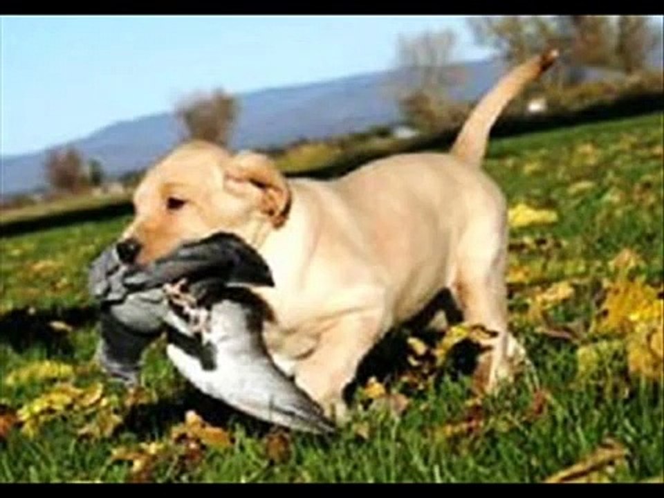 The Wonderful Labrador Slideshow