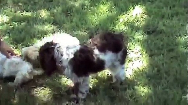 Horton and Mary Lou Shih-tzus for adoption