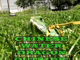 Chinese Water Dragon OUTSIDE!
