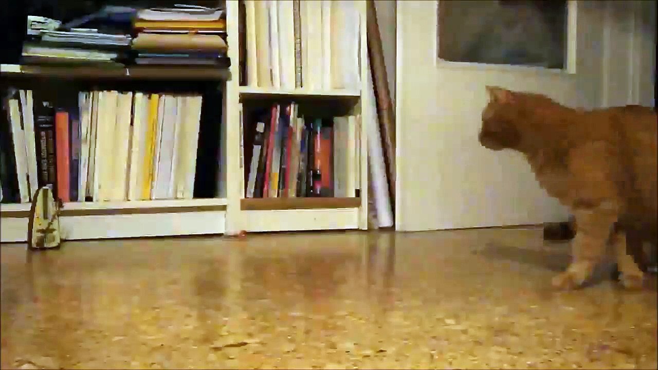 Il gatto e il Metronomo