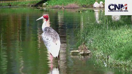 Sarus Crane (Tallest Flying Bird Species in the World) - Grooming itself in the Water