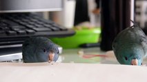 サザナミインコとの生活　紙遊び　Life with Lineolated Parakeet　039