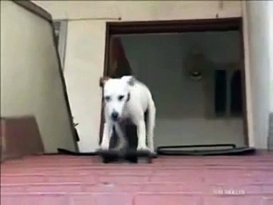 Extreme Jack Russell Terrier