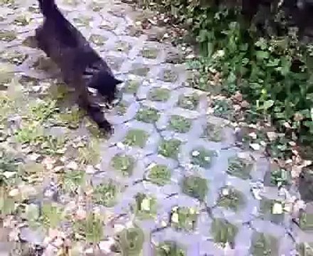 Lustig von Katze verfolgt
