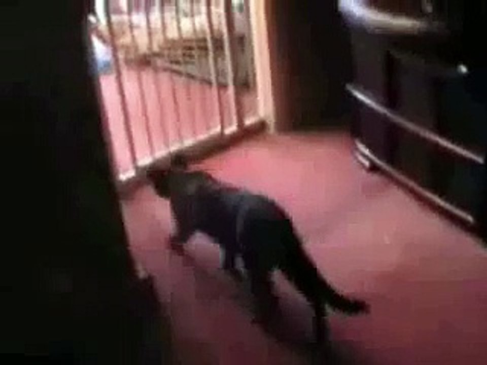 chat qui saute