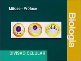 Divisão Celular: Entenda o Processo de Mitose 🧬