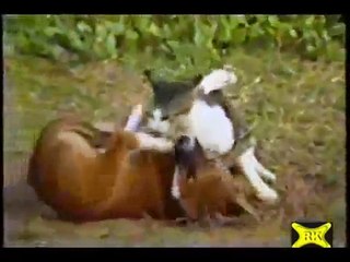 Wrestling Katz und Hund