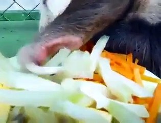 Viral Thread Animals