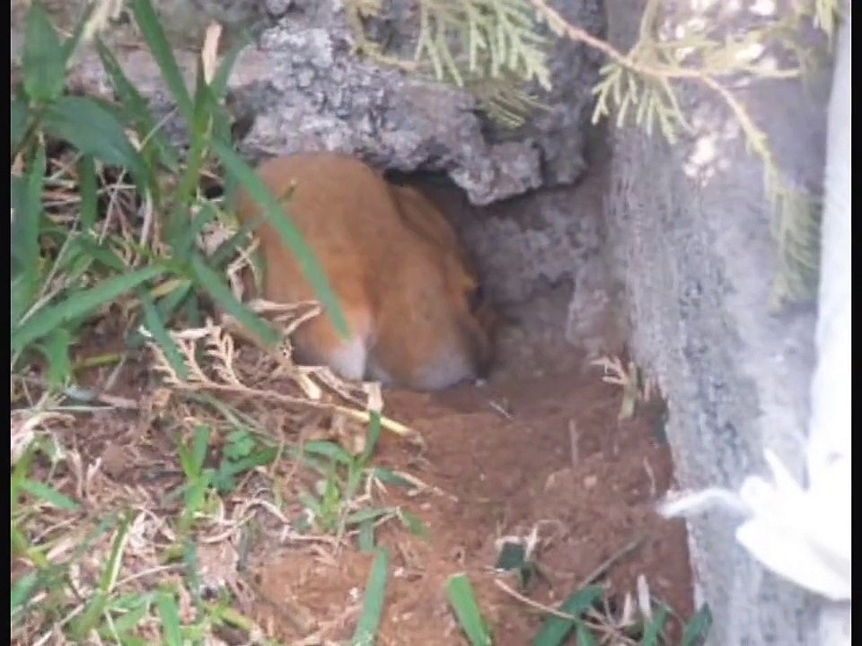 Hamster salvaje