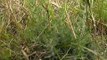 Organic Farming - Growing lucerne pastures
