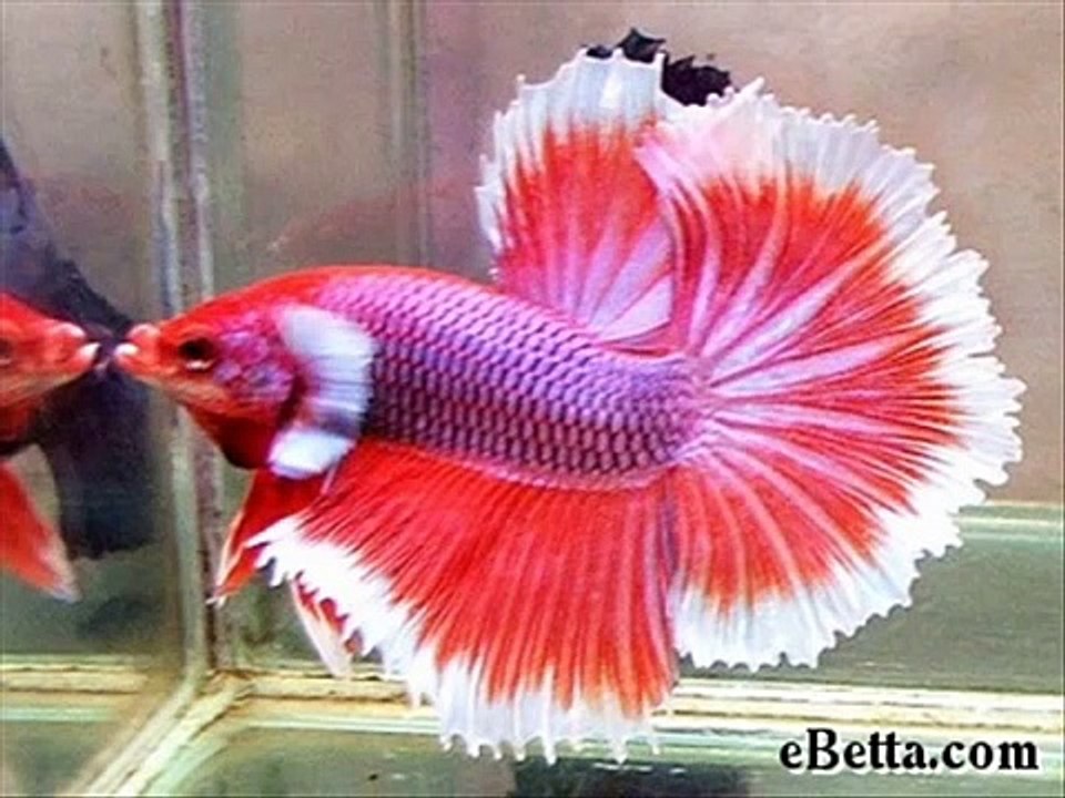 Peixes Beta