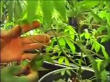 How to grow chronic weed 6