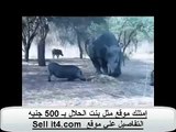 وحيد القرن وضربته القاتلة.