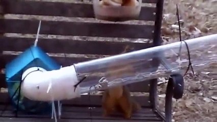 Squirrel Video #3 Starting Obstacle Course Kansas Wakeboard Chick