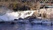Great Falls, Lewiston/Auburn, ME, Androscoggin River (Panasonic Lumix DMC-ZS7)