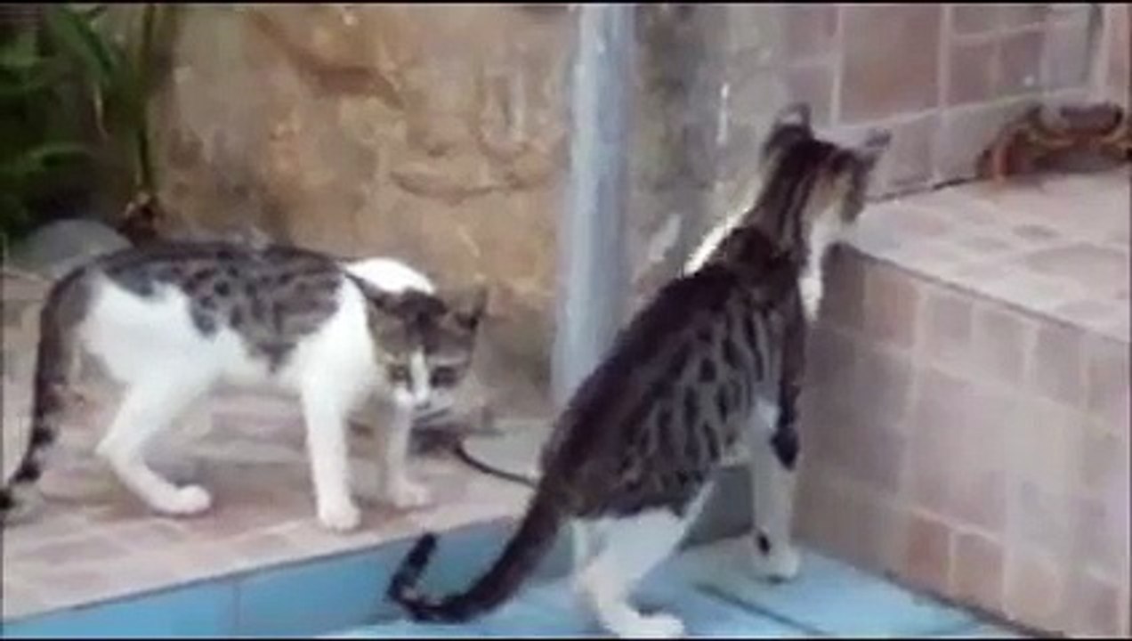 Cat vs Crab