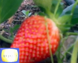 مسليه مناظر طبيعيه زهور واشجار