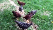 Baby Buckeye and Plymouth Barred Rock chickens
