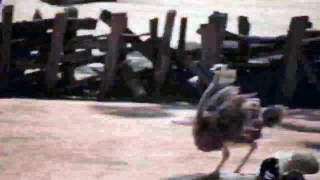 Giraffe chasing an ostrich at Auckland Zoo