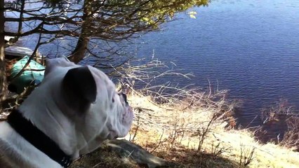 Olde Victorian Bulldogge Bowser at the Lake
