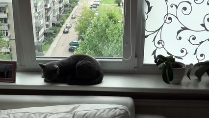 angry cat British Shorthair /2/