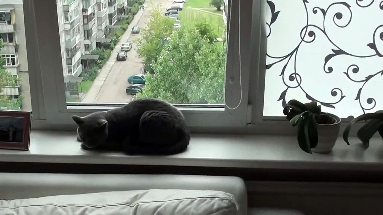 angry cat British Shorthair /2/