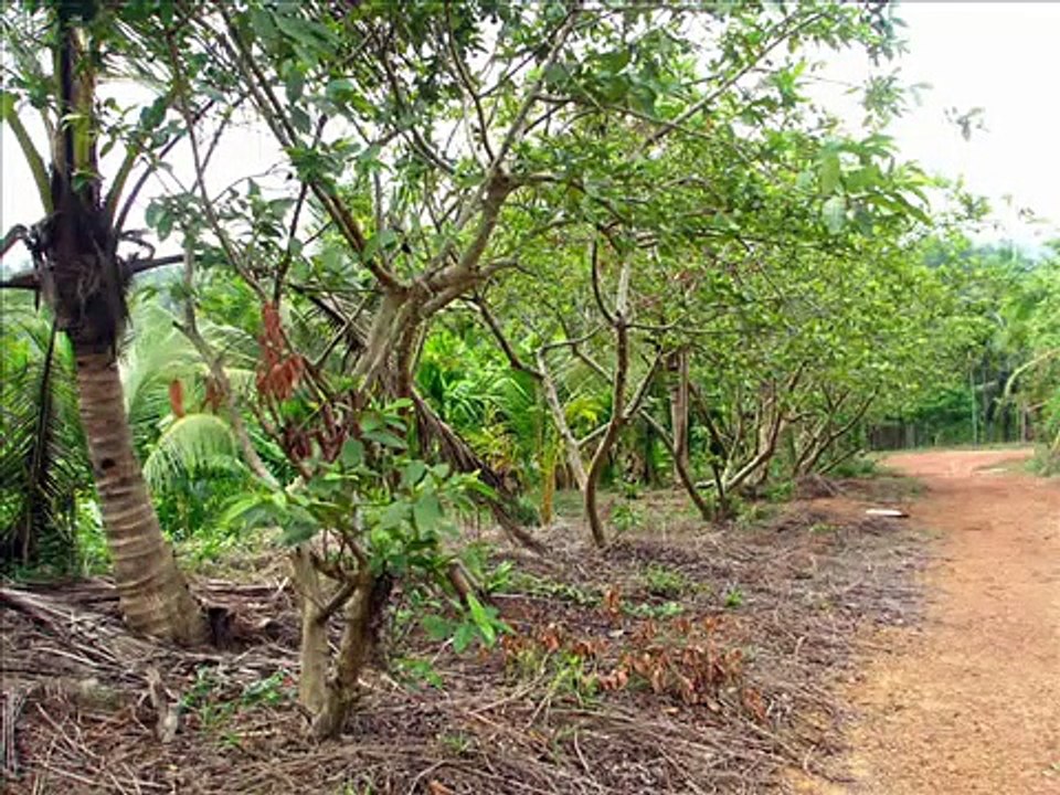 Padval Agriculture and Farm Enterprises, Mangalore India