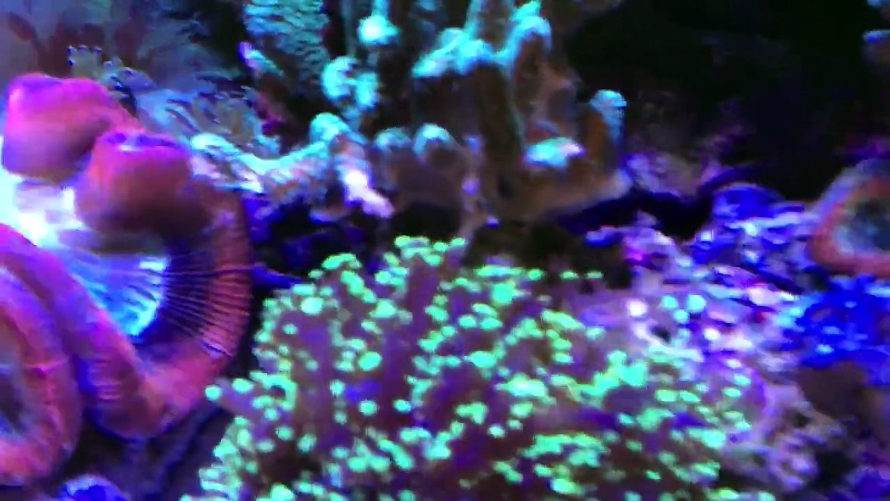 29 Gallon Reef | April 2013 Update