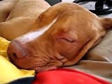 Dog snoring while sleeping