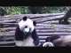 Funny Animals Videos: Panda Allergy Panda Coughing