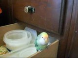 Zoey the beatboxing lovebird