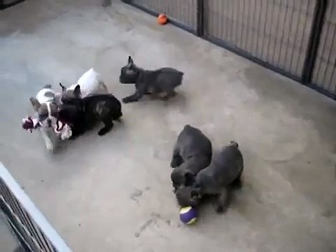KJs Bulldogs French Bulldog Puppies Play 2011.mpg