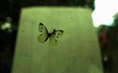 fly attacks butterfly high-speed