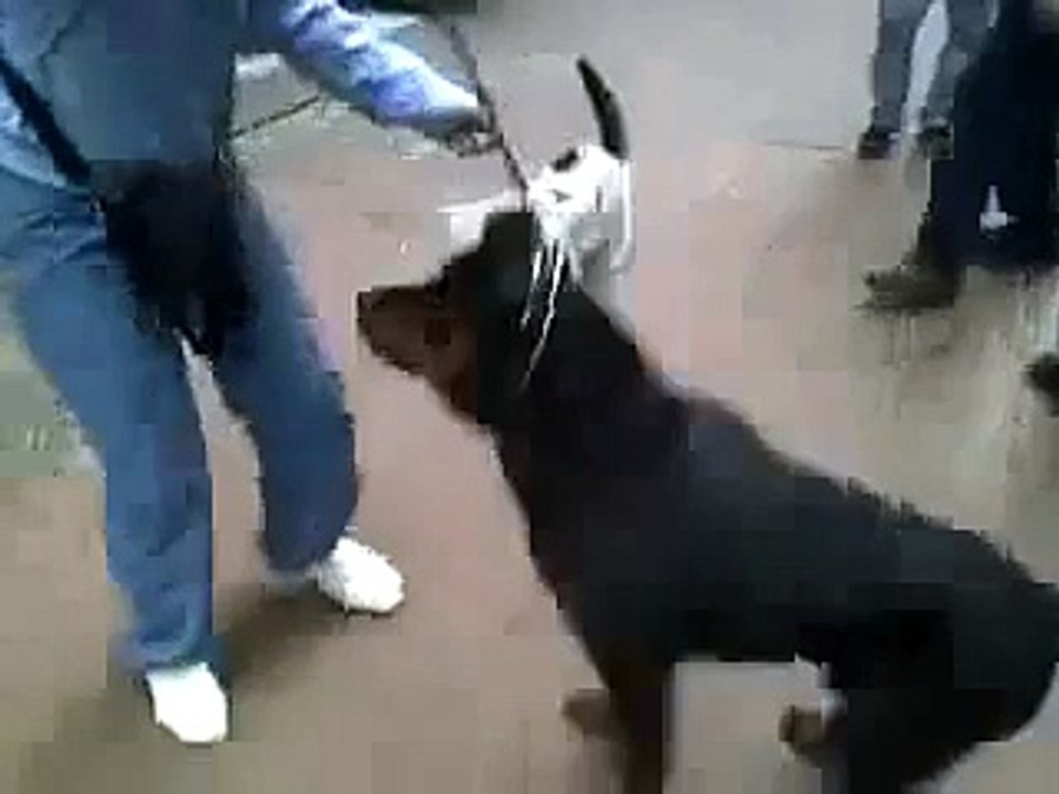 Psychopath Cat Attack Dog