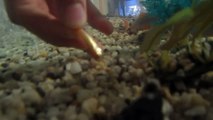 Feeding my baby red tail catfish RTC