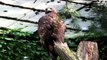 Aguila Real - Aquila Chrysaetos - Animales Salvajes Y Domesticos - Naturaleza Viva En Movimiento HD