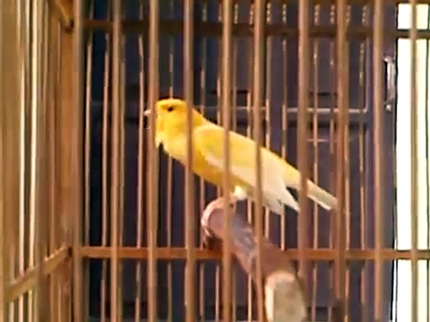 ⁣burung kenari, canary, (Serinus Canaria)