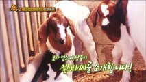 [Animals] 애니멀즈 Goats Number two, triplets birth 'M,B,C' 염소 넘버 투, 귀요미 세 쌍둥이 '엠.비.씨' 출 산 201