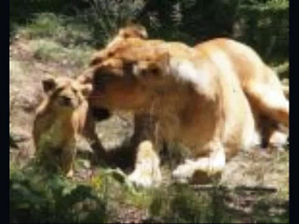 STOP ANIMAL HUNTING