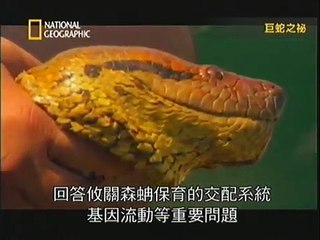 巨蛇之祕 anaconda : queen of the serpents 1