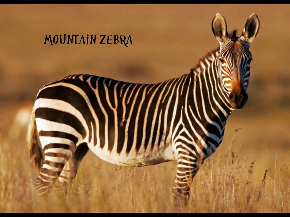 African Animal Adaptations