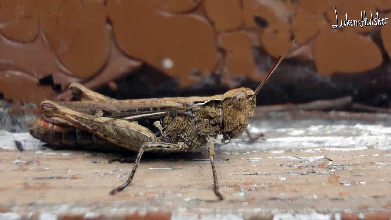 Krekel geluid - Cricket sound