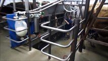 My Wife Milking Cows In The New Milking Parlor