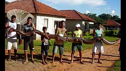 BIGGEST SNAKE EVER! GIANT SNAKE FOUND