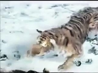 Animal Face Off  - Bear vs Tiger