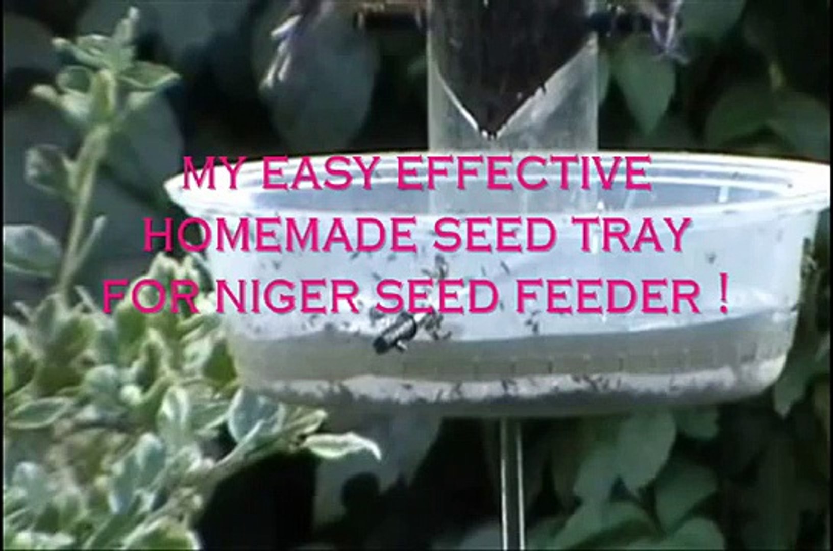 American Goldfinch Wild Canary Backyard Niger Seed Birdfeeder And